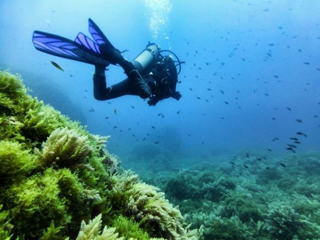 Buzo en el mar.jpg